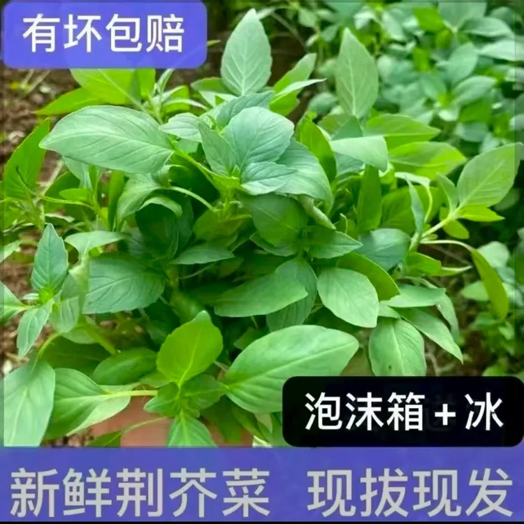 河南特产新鲜大叶荆芥菜头农家自种现摘现发凉拌调味菜去根发货