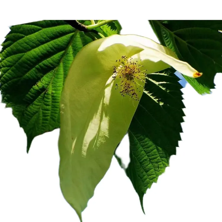 夏禹林珙桐杯苗中华鸽子树净化空气庭院大绿植盆栽室风景别墅名贵