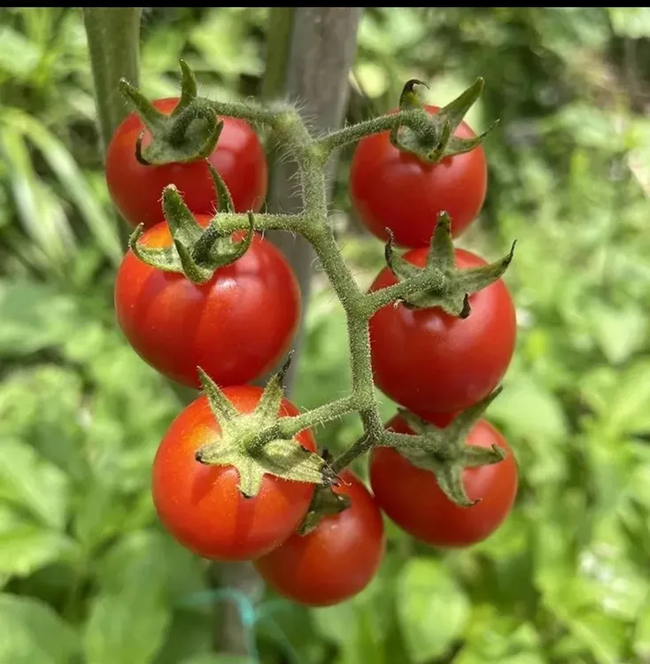 贵州西现摘新鲜酸甜小西红柿儿时味道酸口味
