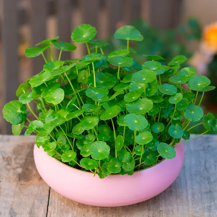 铜钱草招财水培植物办公室桌面盆栽金钱草花卉净化空气吸甲醛绿植