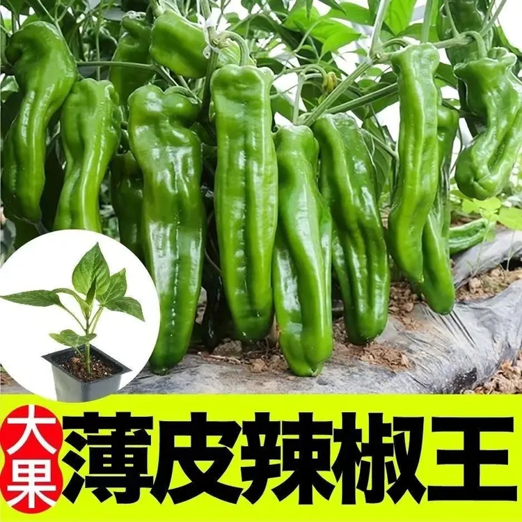 薄皮青椒苗带土秧苗不辣辣椒苗皱皮苏椒四季阳台盆栽菜园蔬菜苗子