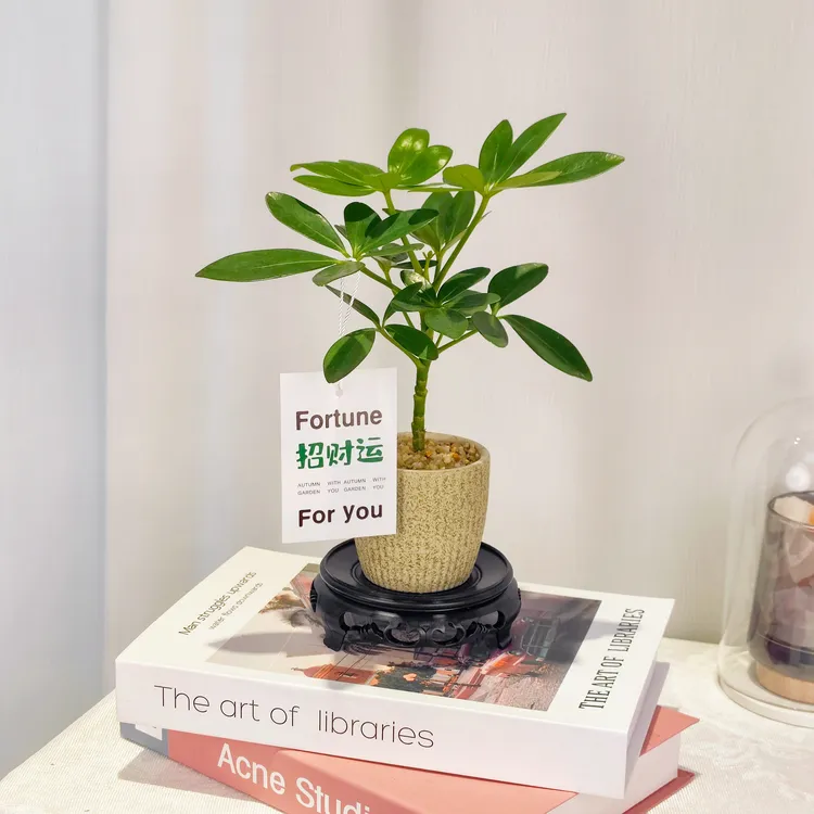 【宠粉福利】鸭脚木盆栽瓷盆土培清新绿植室内养护简单易打理好活