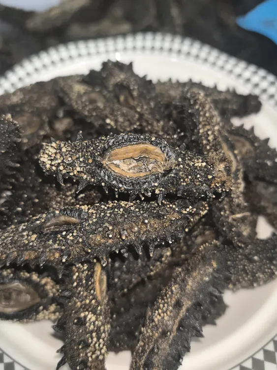 纯淡干海参自己吃1斤500g/80头左右（实惠）