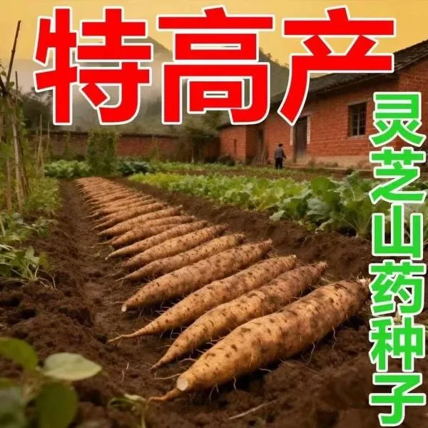 F【灵芝山药种子】四季播种蔬菜种子阳台盆栽地栽小院商品图