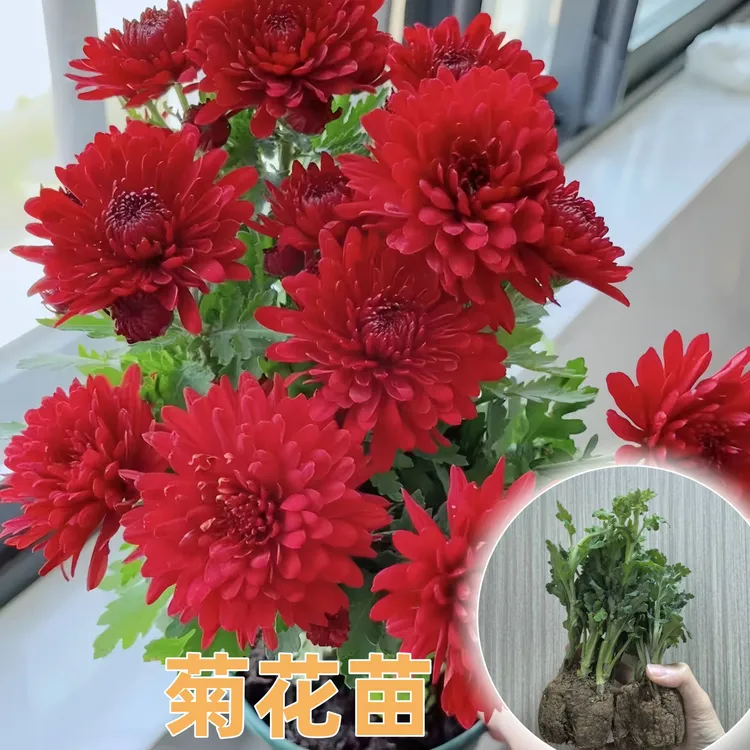 对版菊花穴盘苗耐寒耐热地栽大花盆栽当年开花牡丹菊花苗室内室外