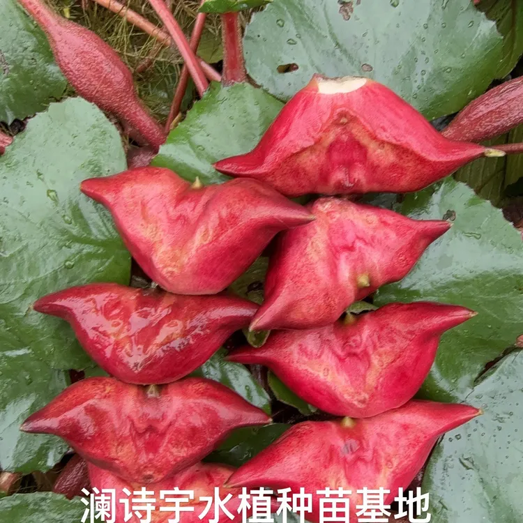 水果红菱角苗青菱角苗水生植物池塘绿化净化水质大品种菱角种子