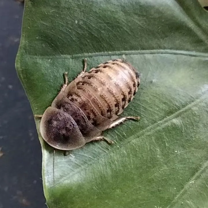 杜比亚包邮低价鬃狮蜥守宫龟鸟鱼蜜鼬爬宠活体饲料杜比亚蟑螂