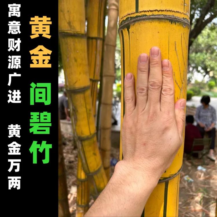 黄金间碧竹观赏竹苗庭院室内绿植竹盆栽景观竹基地直发