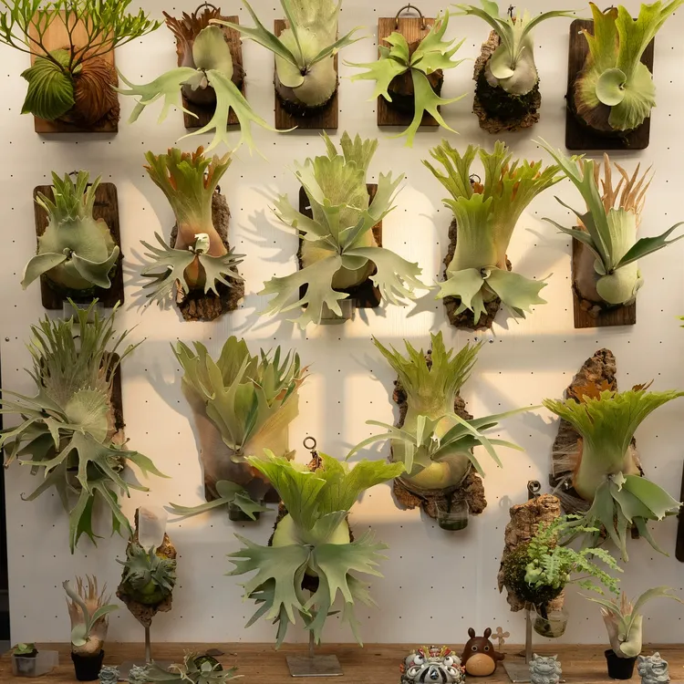 鹿角蕨亚洲猴脑盆栽鹿角观叶北欧植物绿植室内客厅净化空气壁挂