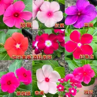 长春花盆栽天天开带花苞四季开花直播间高质量