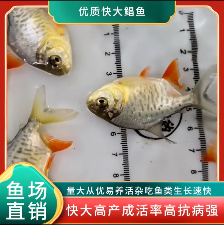 【特大规格5-7厘米】红鲳鱼淡水广东热带鱼水族活体养殖观赏鱼