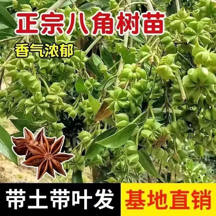 广西正宗八角树苗食用八角树苗香料高产矮化盆栽耐寒庭院四季可种