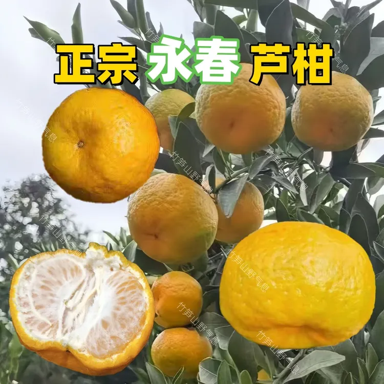 2025福建永春芦柑新鲜永春芦柑大红多汁鲜果碰柑装橘子老树包邮