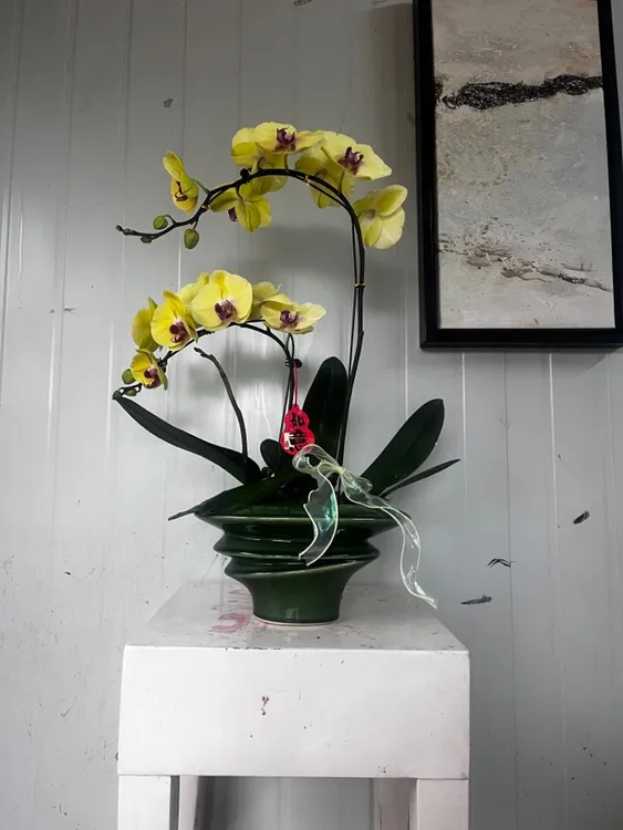 大花多花（黄双），配陶瓷盆