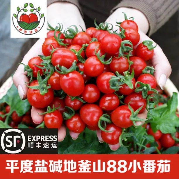 【顺丰包邮】正宗白里村盐碱地釜山88小番茄，上午采摘，下午发货