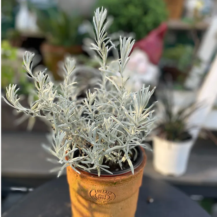 冰锥蜡菊 银叶菊 银灰色调花园庭院阳台观叶植物好养易活耐寒耐热