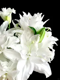【霞多丽百合】 稀有品 鲜切花