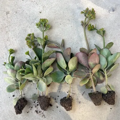 大叶红单单瓣凤尾长寿花花卉可养老桩红色老品种长寿春节前后开花