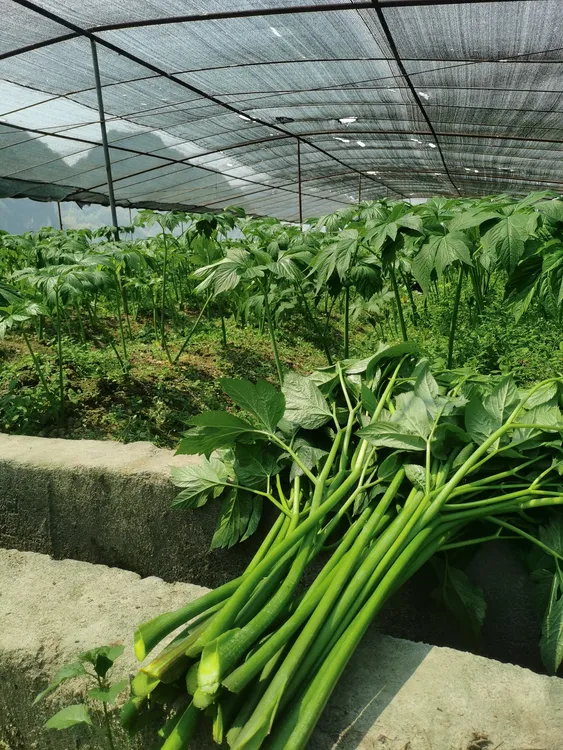 户外自种长寿菜明日叶鲜茎叶老叶嫩叶可榨汁可当养生蔬菜养生