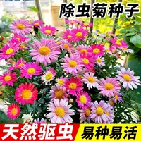 【除虫菊花种子】天然驱蚊草植物种子四季易种开花庭院阳台盆栽花