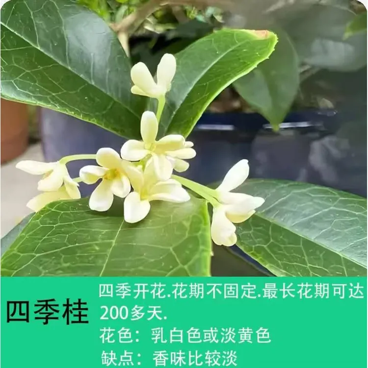 四季桂型桂花树苗庭院地栽盆栽四季常青金桂丹桂好养易活