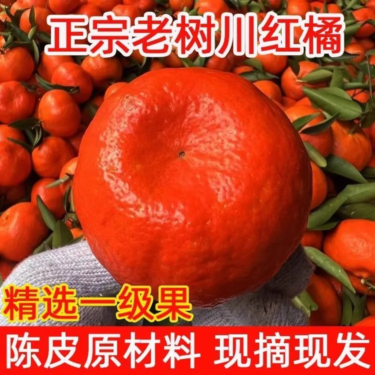 万州古红桔川红橘小柑新鲜陈皮孕妇水果大红袍正宗重庆老树柑桔子