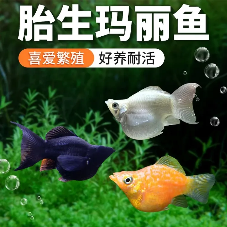 包邮除油膜玛丽球皮球鱼好养耐活观赏鱼活体易繁殖小型热带鱼混养