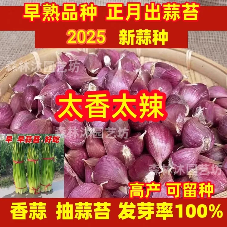 正宗紫皮大蒜早蒜红皮蒜瓣正月种红根蒜苗子大蒜子新鲜香蒜蒜种子