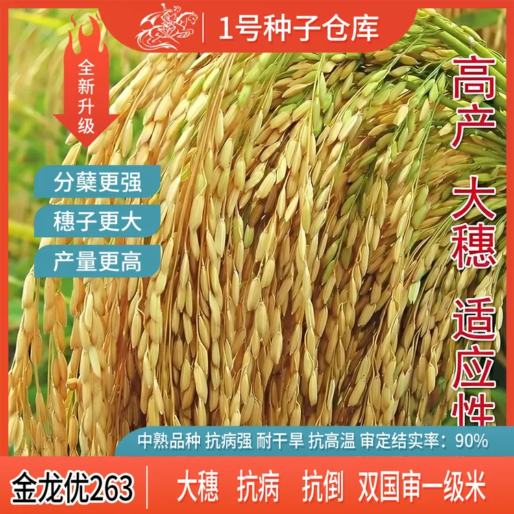 杂交水稻种子金龙优263国审稻一级香米铁杆抗倒稻谷种籽大田品质