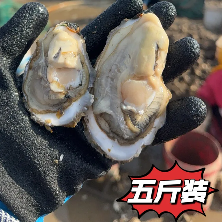 新鲜正宗青岛鳌山卫｜薄壳生蚝｜5 斤装｜包邮鲜嫩低脂美味海鲜装