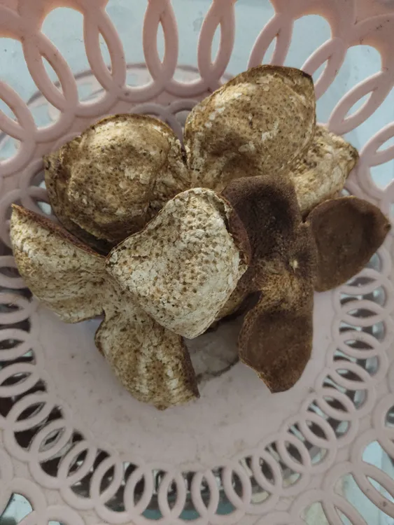 浦北古树茶枝柑陈化五年老树皮（30年树龄左右）