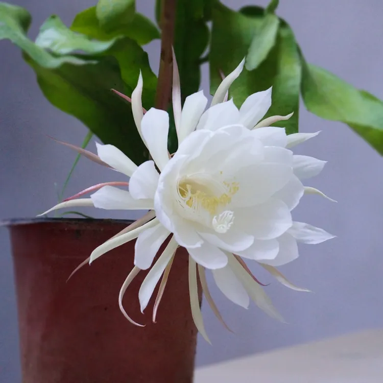 昙花盆栽花苗室内阳台植物盆栽观花花卉绿植昙花一现易成活浓香