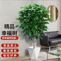 幸福树客厅大盆栽四季常青新家吸甲醛净化空气好养大绿植绿宝植物