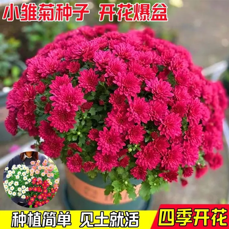 新小雏菊种子千头菊种子室内盆栽花卉好养易活庭院玛格丽特花草种