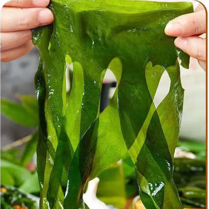 今年头茬海菜连箱子带菜一共五斤装