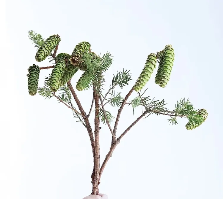松塔鲜切枝云南直发室内松果插花干花水培绿植鲜切花新鲜云南基地