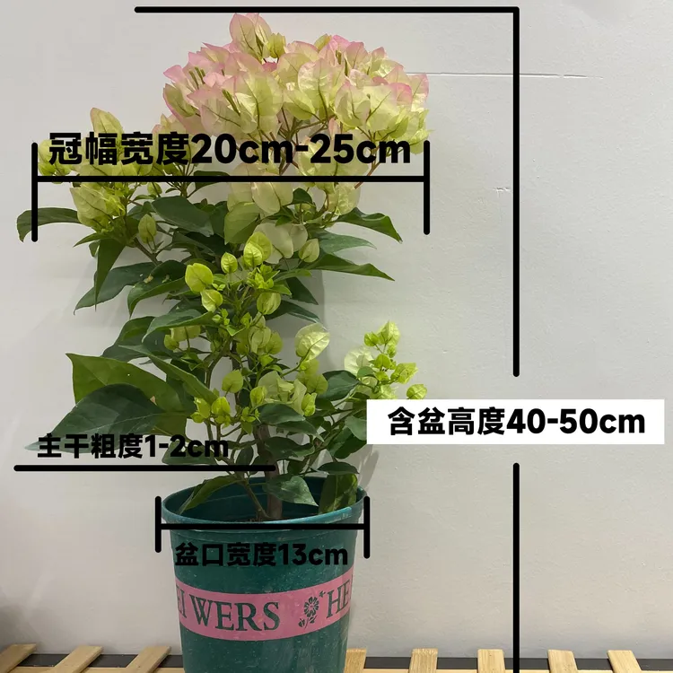 【绿樱】冬季新款盆苗盆栽爬藤地栽勤花室内外庭院阳台绿植带花带盆