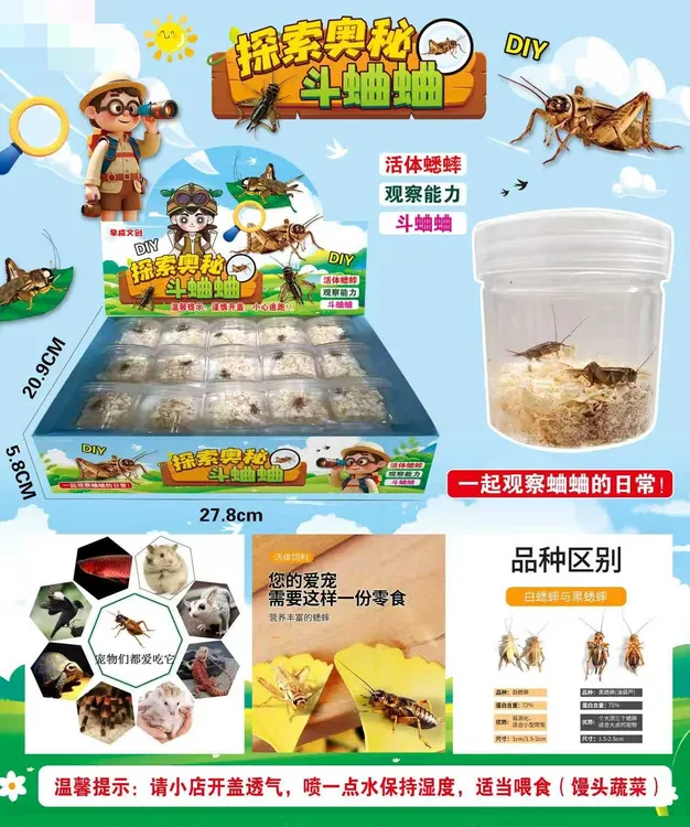 斗蛐蛐宝宝日常观察玩具-低于15度勿拍-（一单到手15个），B-268