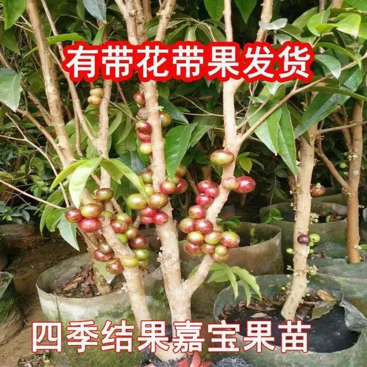 嘉宝果嫁接苗带果四季嘉宝果树大苗盆栽台湾树葡萄艾斯卡树苗