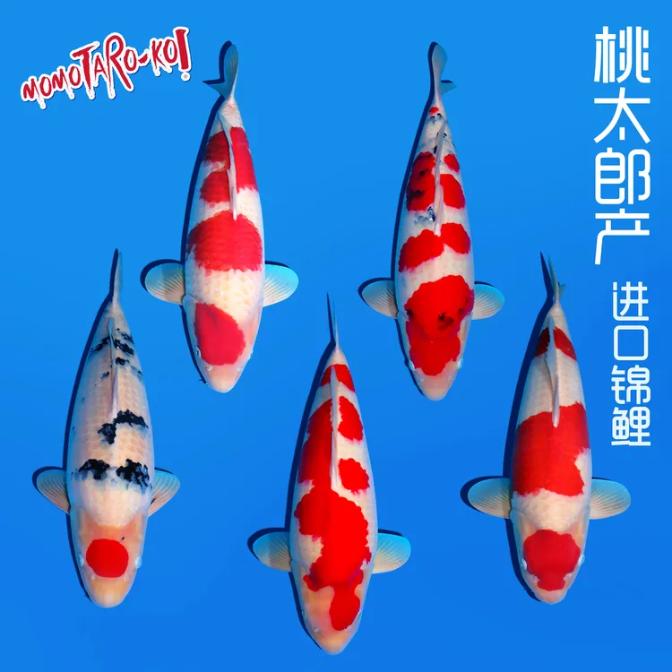 桃太郎二才母鱼进口锦鲤务必索取视频以确保品质运费到付不包邮