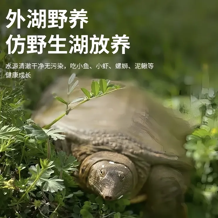 中华二代性价比外塘甲鱼鲜活生态野散养农户直发