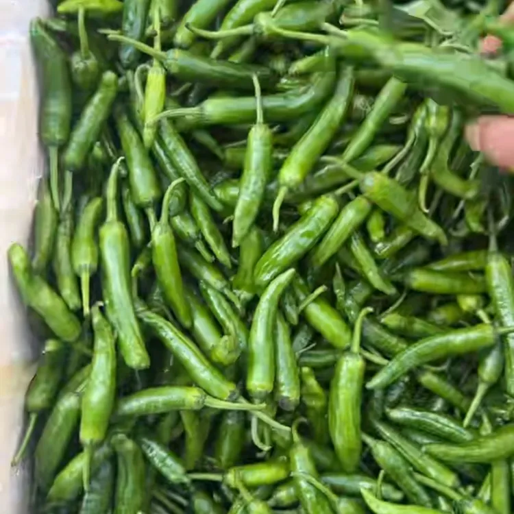 （干部助农代购）樟树港辣椒   小辣椒  产地直发   