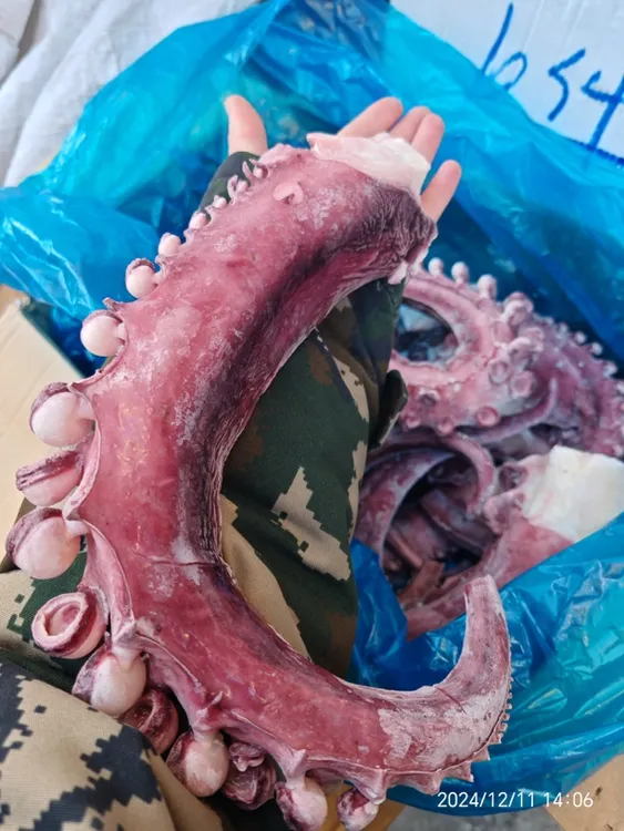 新鲜特大脆口章鱼须无冰衣海鲜食材