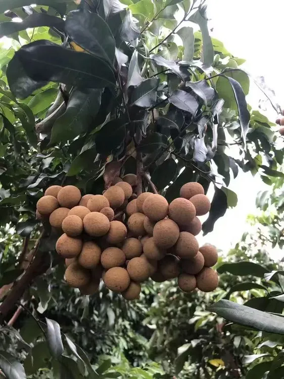广东茂名储良.石硖龙眼新鲜现摘现发顺丰包邮
