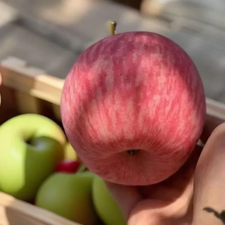 洛川红富士，现摘现发，采摘，脆甜多汁。洛川正宗脆甜陕西农产水果