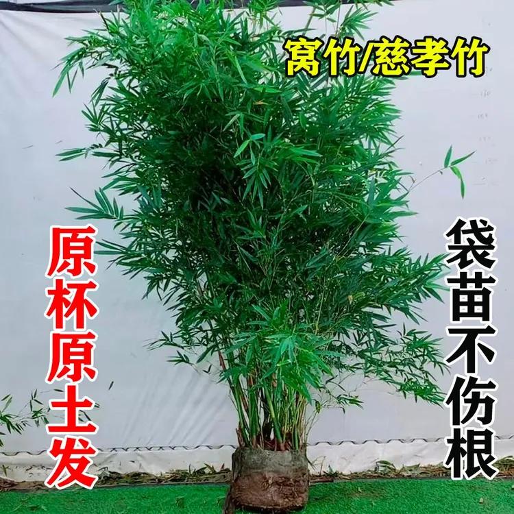 室外四季观赏竹子苗耐寒慈孝竹苗原盆原土袋苗窝竹孝顺竹盆栽庭院
