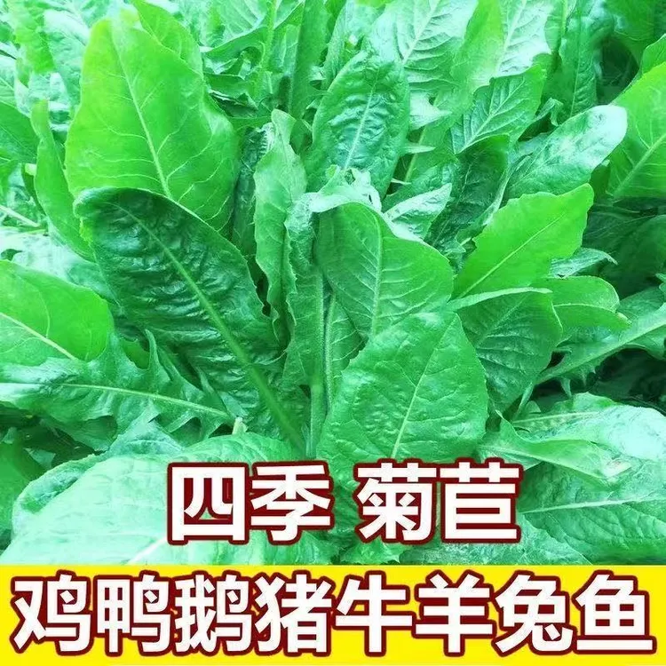 菊苣种子大叶多年生兔子草种猪牛鱼鸡鸭鹅爱吃的养殖四季牧草种G