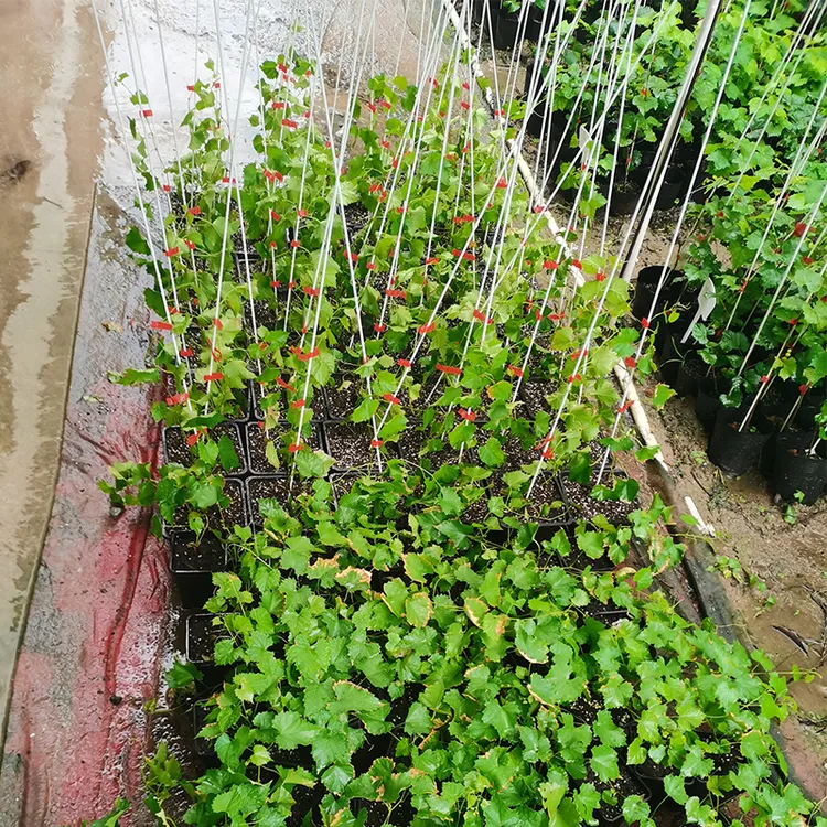 欧麦圆叶葡萄苗天然无核持续结果懒人葡萄苗庭院盆栽葡萄苗树苗