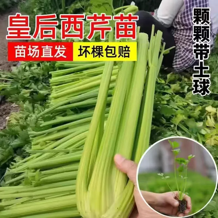 四季西芹香芹种籽皇后西芹秋季盆栽阳台蔬菜种籽秧苗幼苗带土