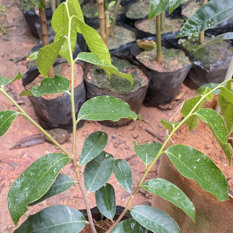 绿奇楠扦插小母树2棵